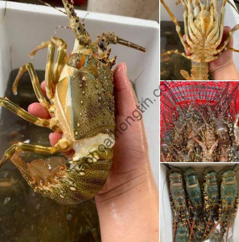 vựa hải sản phú yên
