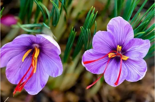 Vì sao Saffron hiện nay được ví như thần dược