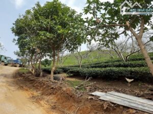 CHỈ 4 TỶ SỞ HỮU LIỀN KỀ, BIỆT THỰ TRUNG TÂM CHỢ DU LỊCH 12 DÂN TỘC MỘC CHÂU – GIÁ CỰC TỐT CHO CÁC NHÀ ĐẦU TƯ