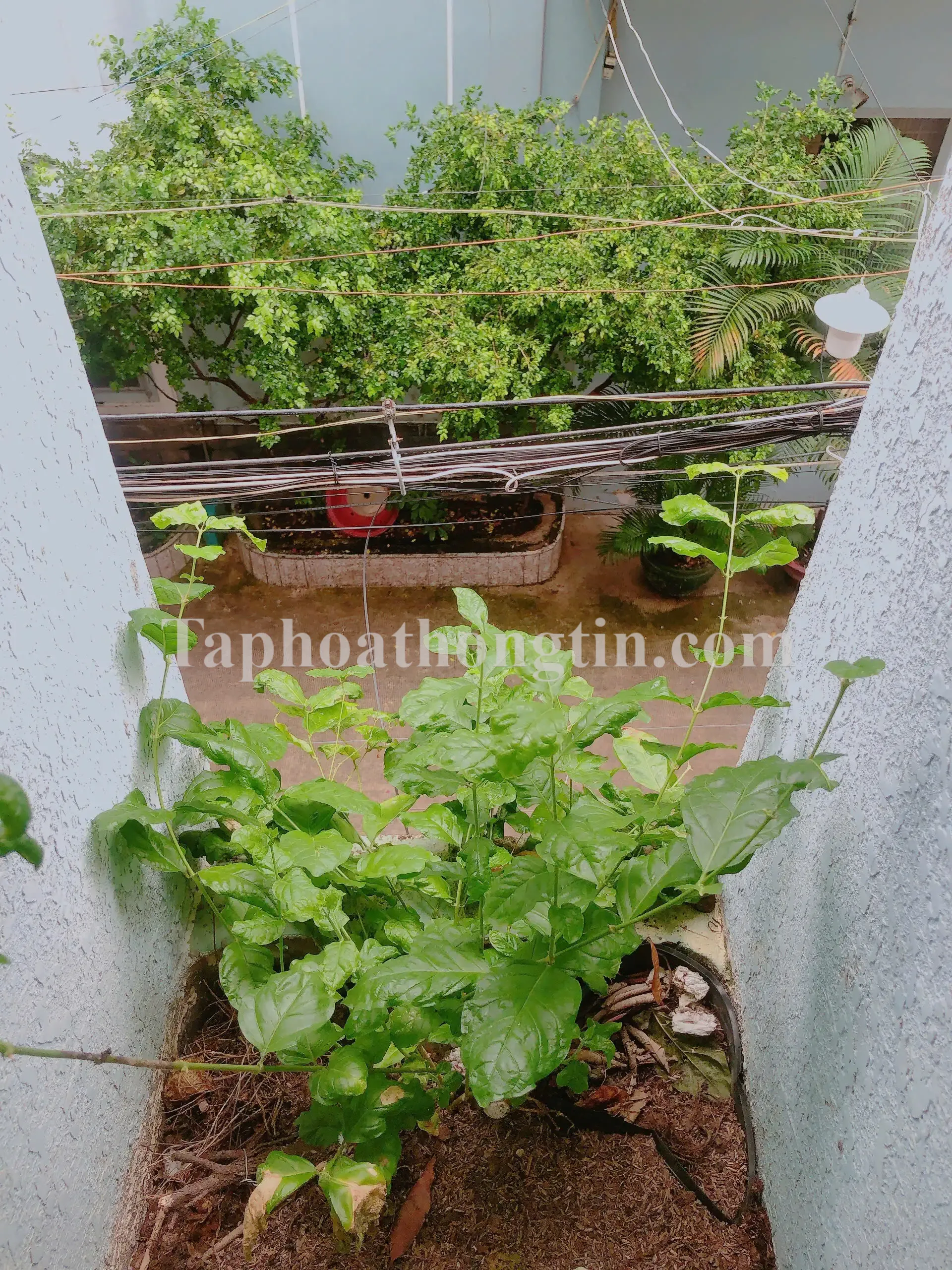 Phòng Trọ Cho Thuê ở Bành Văn Trân – Tân Bình 4