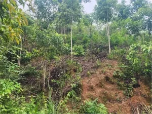 ĐẤT ĐẸP – GIÁ ĐẦU TƯ – CHÍNH CHỦ CẦN BÁN NHANH 2 LÔ ĐẤT RẪY TẠI H. Đăk Glei, T. Kon Tum