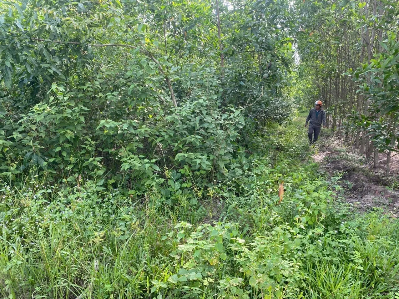ĐẦU TƯ SINH LỜI – Chính Chủ Cần Bán Lô Đất Tại Xã Suối Cao, Xuân Lộc, Đồng Nai 2