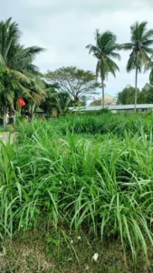 HOT HOT – CHÍNH CHỦ CẦN BÁN LÔ ĐẤT GÓC TẠI X. Hoài Sơn, TX. Hoài Nhơn, T. Bình Định
