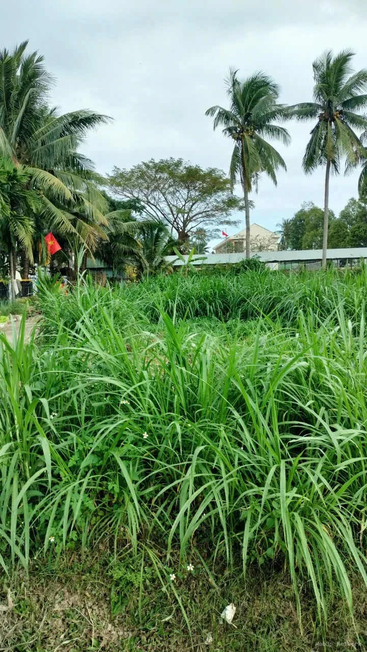 HOT HOT – CHÍNH CHỦ CẦN BÁN LÔ ĐẤT GÓC TẠI X. Hoài Sơn, TX. Hoài Nhơn, T. Bình Định