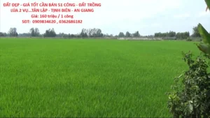 ĐẤT ĐẸP – GIÁ TỐT CẦN BÁN 51 CÔNG – ĐẤT TRỒNG LÚA 2 VỤ…TÂN LẬP – TỊNH BIÊN – AN GIANG