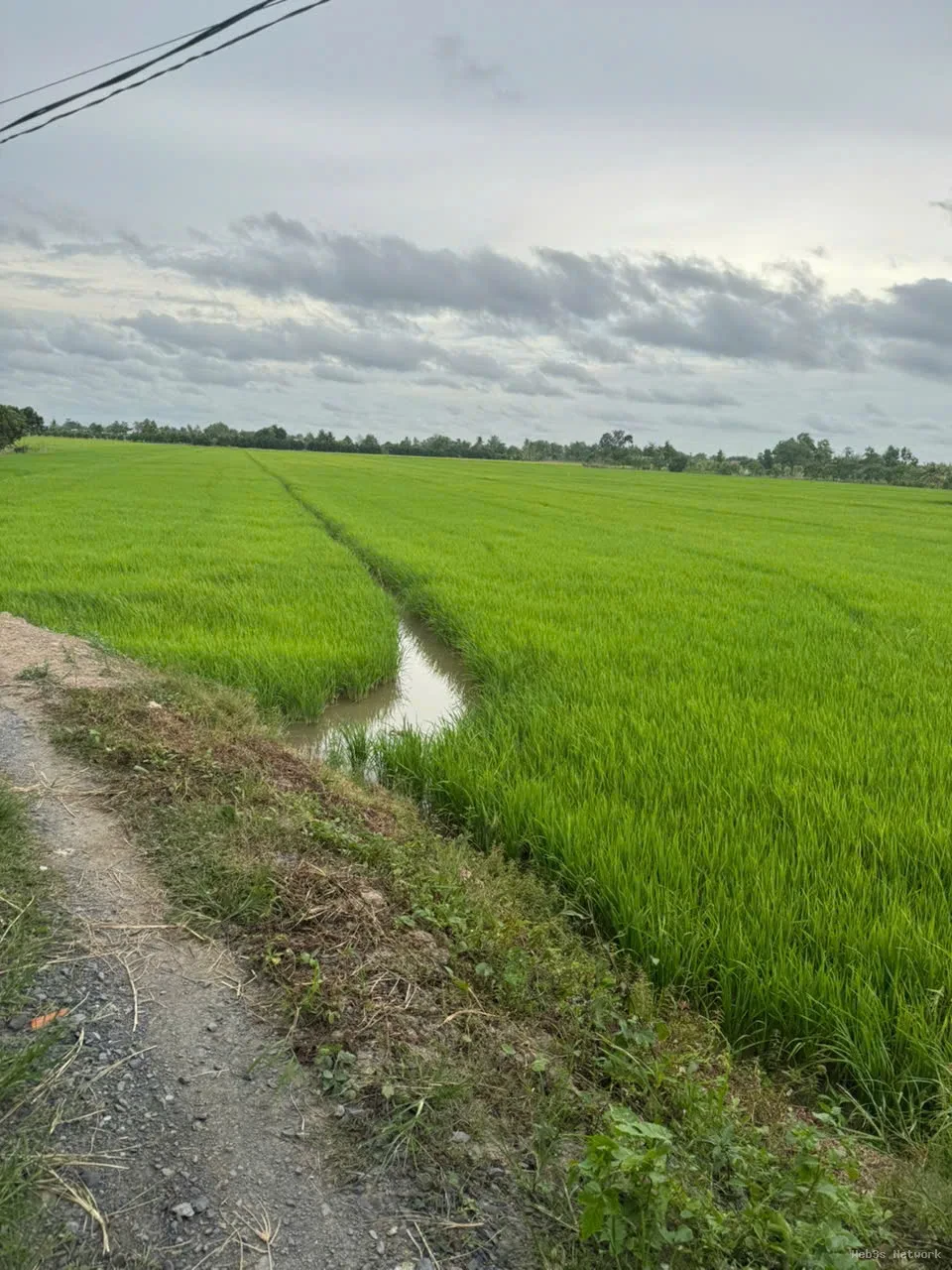 CHÍNH CHỦ CẦN BÁN NHANH Đất ruộng Tân Nhuận Đông Châu Thành Đồng Tháp 5