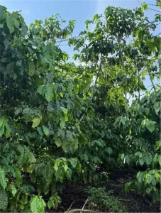 ĐẦU TƯ SINH LỜI – CHÍNH CHỦ CẦN BÁN ĐẤT TẠI Xã Phú Hội, huyện Đức Trọng, tỉnh Lâm Đồng