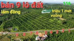 HOT HOT – CHÍNH CHỦ CẦN BÁN 9 LÔ ĐẤT VIEW ĐỒI TẠI Thôn Đông La 2, xã Lộc Đức, Bảo Lâm, Lâm Đồng.