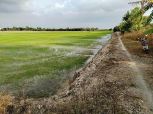 CƠ HỘI ĐẦU TƯ GIÁ TỐT – Chính Chủ Bán 2 Mảnh Đất Nông Nghiệp xã Tân Phú Trung, Châu Thành, Đồng Tháp