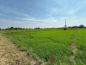 CƠ HỘI ĐẦU TƯ GIÁ TỐT – Chính Chủ Bán Gấp Lô Đất Trồng Lúa Xã Bình Thành, Đức Huệ, Long An