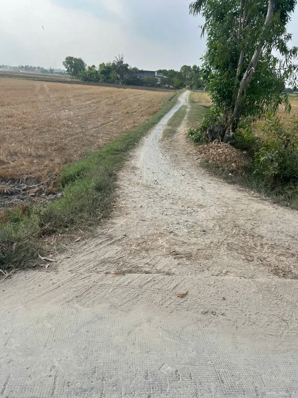 CƠ HỘI ĐẦU TƯ GIÁ TỐT – Chính Chủ Bán Gấp Lô Đất Trồng Lúa Xã Bình Thành, Đức Huệ, Long An 5