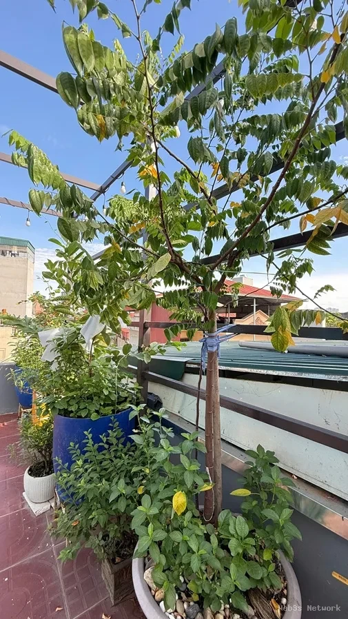 CẦN BÁN NHÀ CHÍNH CHỦ Phố Định Công Thượng, Phường Định Công, Quận Hoàng Mai, Hà Nội 4